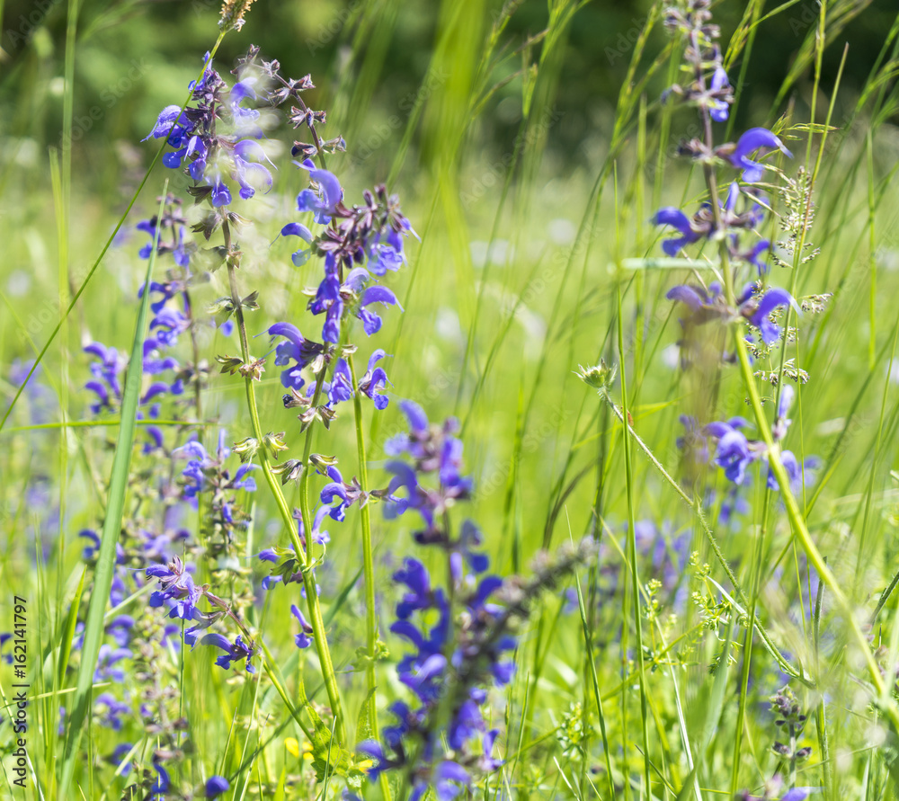 Wall mural meadow clary flowers