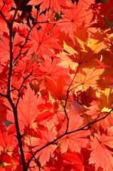 Naklejka na ściany i meble Autumn, red maple tree, autumnal ornament, fall background