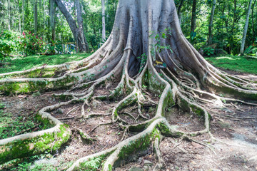 Shortleaf fig, giant bearded fig or wild banyantree (Ficus citrifolia) in El Gallineral park in San Gil, Colombia