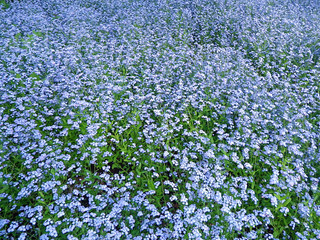 Field of blue flowers