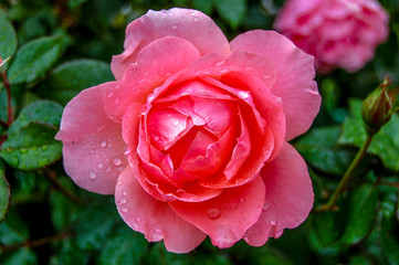 Rose Flower