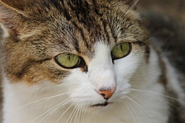 Fototapeta na wymiar Hauskatze mit grünen Augen