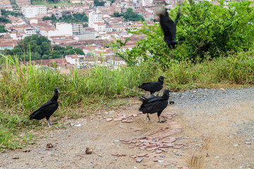 Black vulture (Coragyps atratus) near San Gil, Colombia