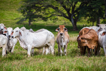 Herd of cows with one brown cow looking straight ahead in far north Queensland Australia