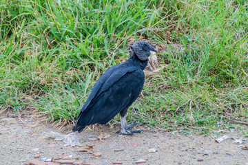 Black vulture (Coragyps atratus) near San Gil, Colombia
