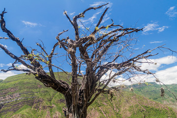 Dead tree in Chicamocha river canyon in Colombia