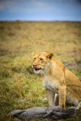 Wild lioness licking her lips over her fresh warthog kill