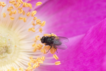 hoverfly