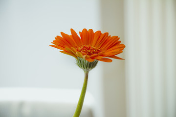 Orange gerbera flower on white background