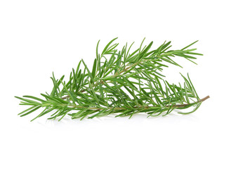 rosemary isolated on white background