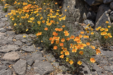 Tenerife, Vilaflor, amapola amarilla