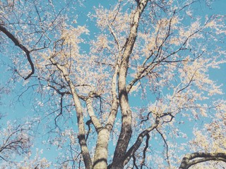 Cherry Blossom. 