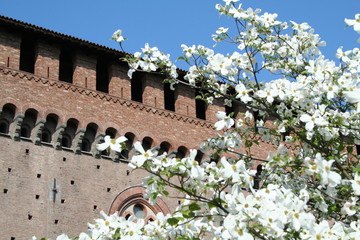 Obraz premium Castello visconteo_Pavia_Attraverso i fiori
