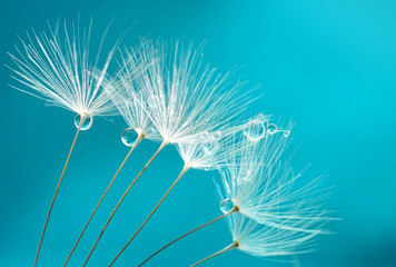 Fototapeta premium Ziarna dandelion kwiaty z wodą opuszczają na makro- błękitnym i turkusowym tle.