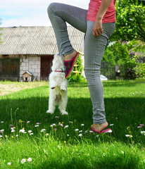 A white puppy is playing with the mistress on a green lawn. A small puppy of a Maltese lapdog hangs on a girl's foot, humor, joke.