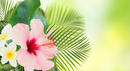 tropical fresh flowers and leaves - banner of fresh hibiscus and frangipani flowers and exotic palm...