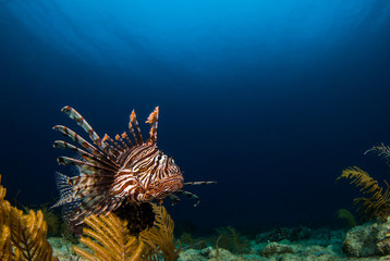 The red lionfish is an invasive species in the Caribbean. The pretty creature that arrived through the aquarium trade is a stress to the ecosystem in its new habitat and is damaging the environment.