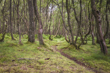 Fototapeta premium Silver Birch woodland, Betula pendula.