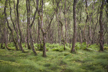 Silver Birch woodland, Betula pendula.