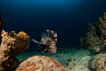 The red lionfish is an invasive species in the Caribbean. The pretty creature that arrived through the aquarium trade is a stress to the ecosystem in its new habitat and is damaging the environment.