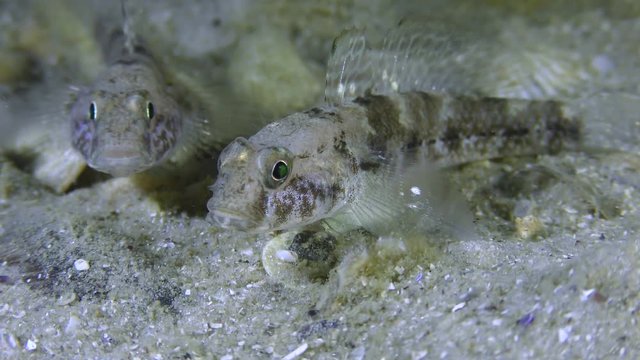 A pair of Black goby (Gobius niger) on a sandy bottom.

