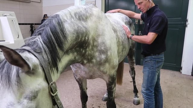 Research and treatment sick horse in horse doctor, veterinarian colic complaints 