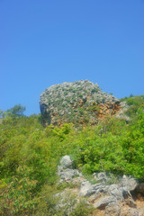 landscape forest, mountains