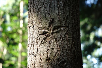 Baum mit Narbe