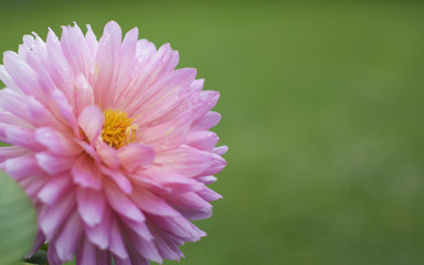 Pink Dahlia with water on.