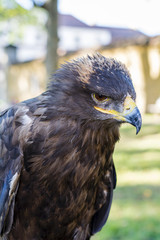 Portrait of golden eagle (Aquila chrysaetos)