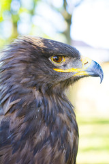 Portrait of golden eagle (Aquila chrysaetos)