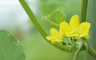 Yellow melon flower in greenhouse.