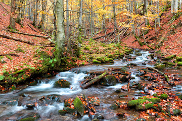 Autumn forest in the mountains