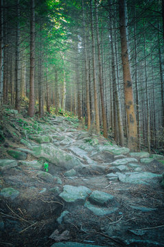 Fototapeta Path in the forest. vintage style