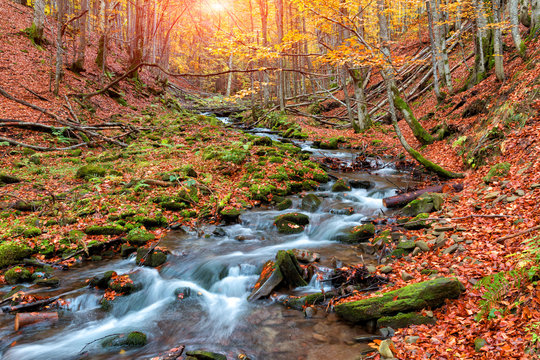 Fototapeta Autumn forest in the mountains