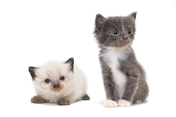 Fototapeta na wymiar Gray and white kitten on white background