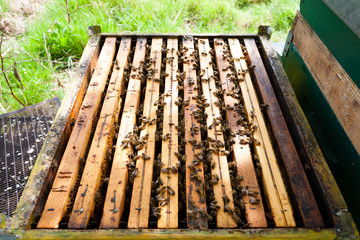 Open hive, beekeeping