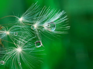 Naklejka premium Dandelion z pięknymi przejrzystymi kroplami jasna woda na naturze na zielonym tła zakończeniu makro-. Jasny kolorowy artystyczny obraz natury.