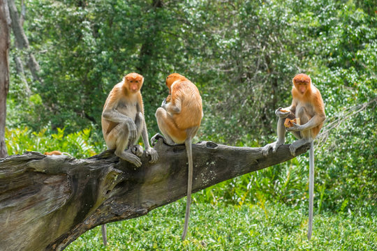 Adult female proboscis monkeys sitting on the wood and waiting for food. Labuk bay, Sabah, Borneo island. Travel Malaysia