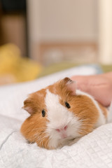 撫でられてリラックスするモルモット