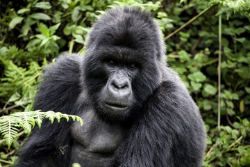 Rwanda Silverback portrait
