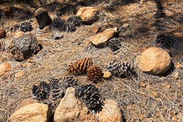 Tenerife, Corona forestal, Pine Forest