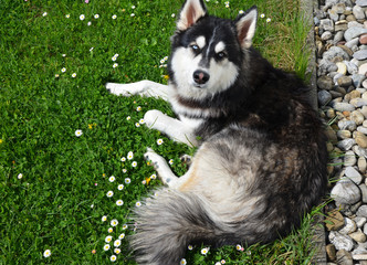 Beautiful Siberian Husky laying on a green field with daisies in summer, top view