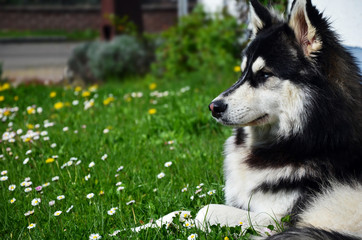 Beautiful Siberian Husky laying on a green field with daisies in summer