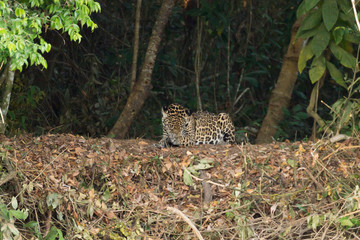 Jaguar from Pantanal, Brazil