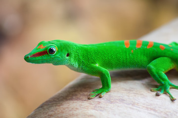 Green gecko