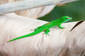 Green gecko