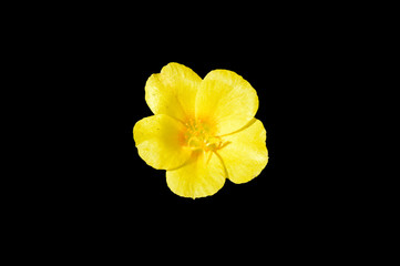 Single bright yellow buttercup ranunculus flower close top view isolated on black
