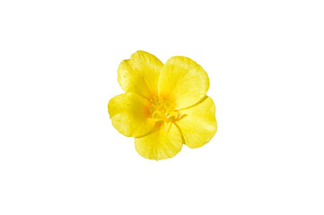 Single bright yellow buttercup ranunculus flower close top view isolated on white