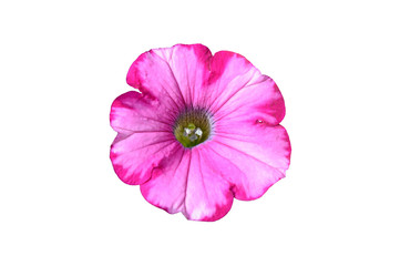 Single bright pink geranium flower close top view isolated on white background